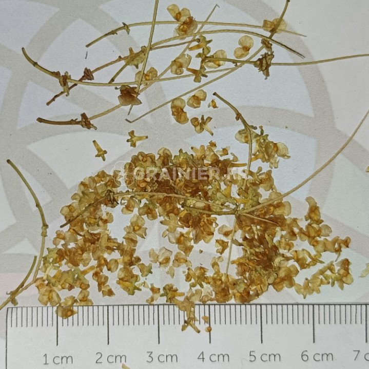 Verruque birch, white birch, betula pendula image